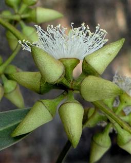  Inflorescence with 6 floral buds and one flower 